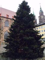 15 Meter Edeltanne in der Nürnberger Altstadt 15 Meter Edeltanne in der Nürnberger Altstadt