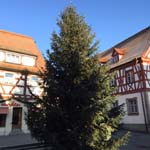 14 Meter Edeltanne in Herzogenaurach 14 Meter Edeltanne in Herzogenaurach