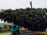 Verladung einer 15 Meter Edeltanne aus einem Privatgarten Verladung einer 15 Meter Edeltanne aus einem Privatgarten